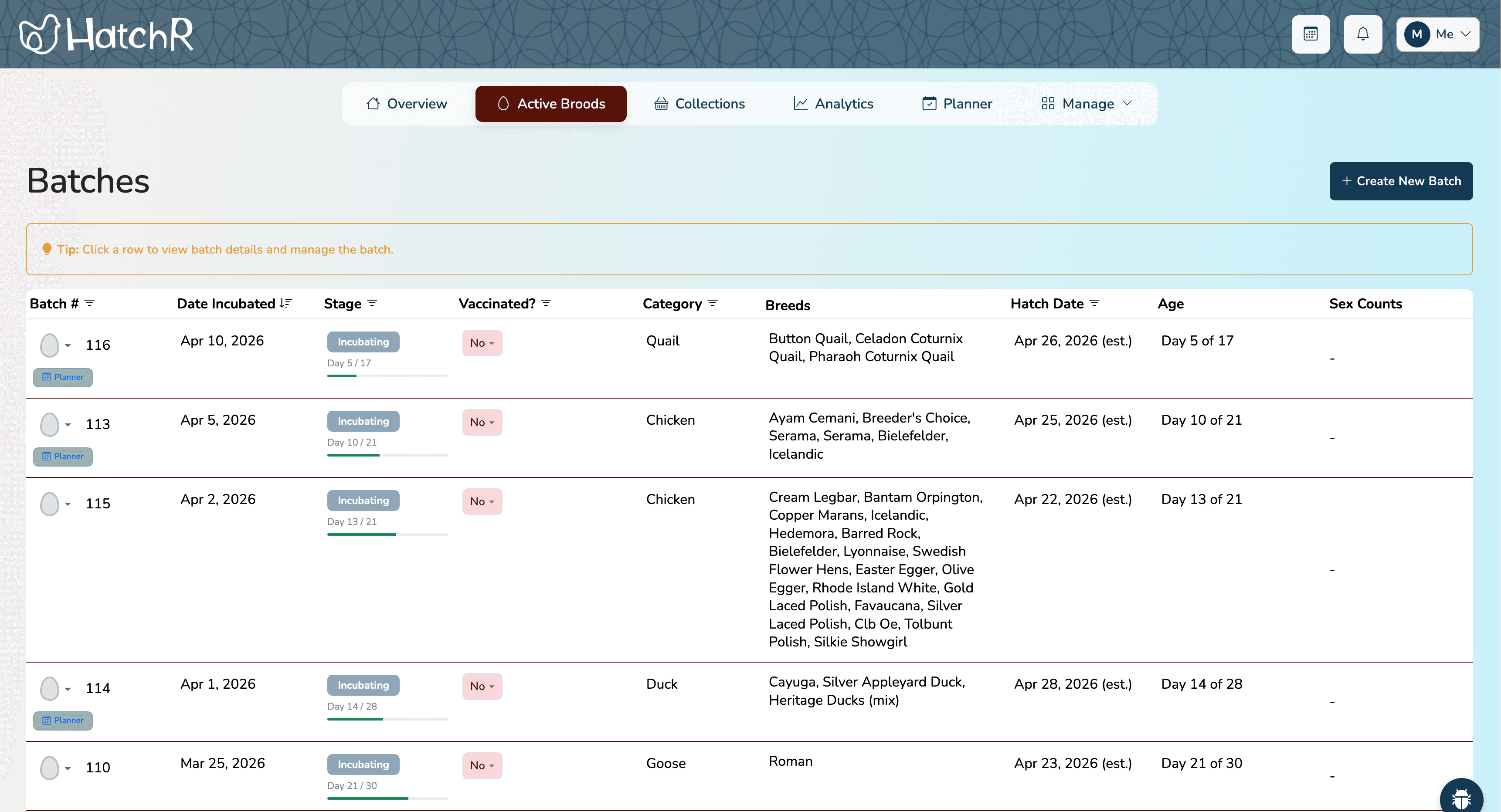 HatchR batch management page showing batches at different lifecycle stages