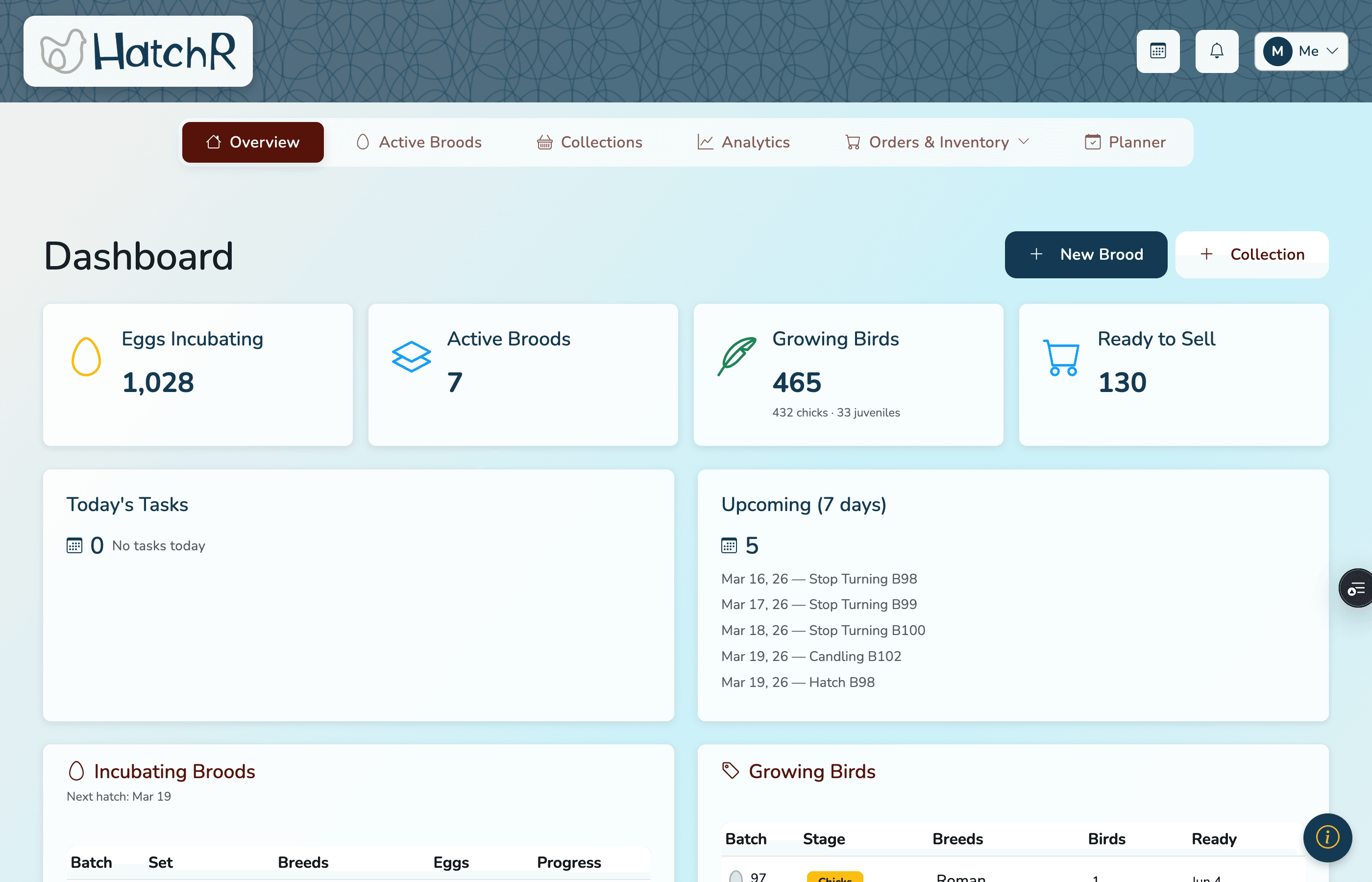 HatchR dashboard showing active batches and upcoming set dates