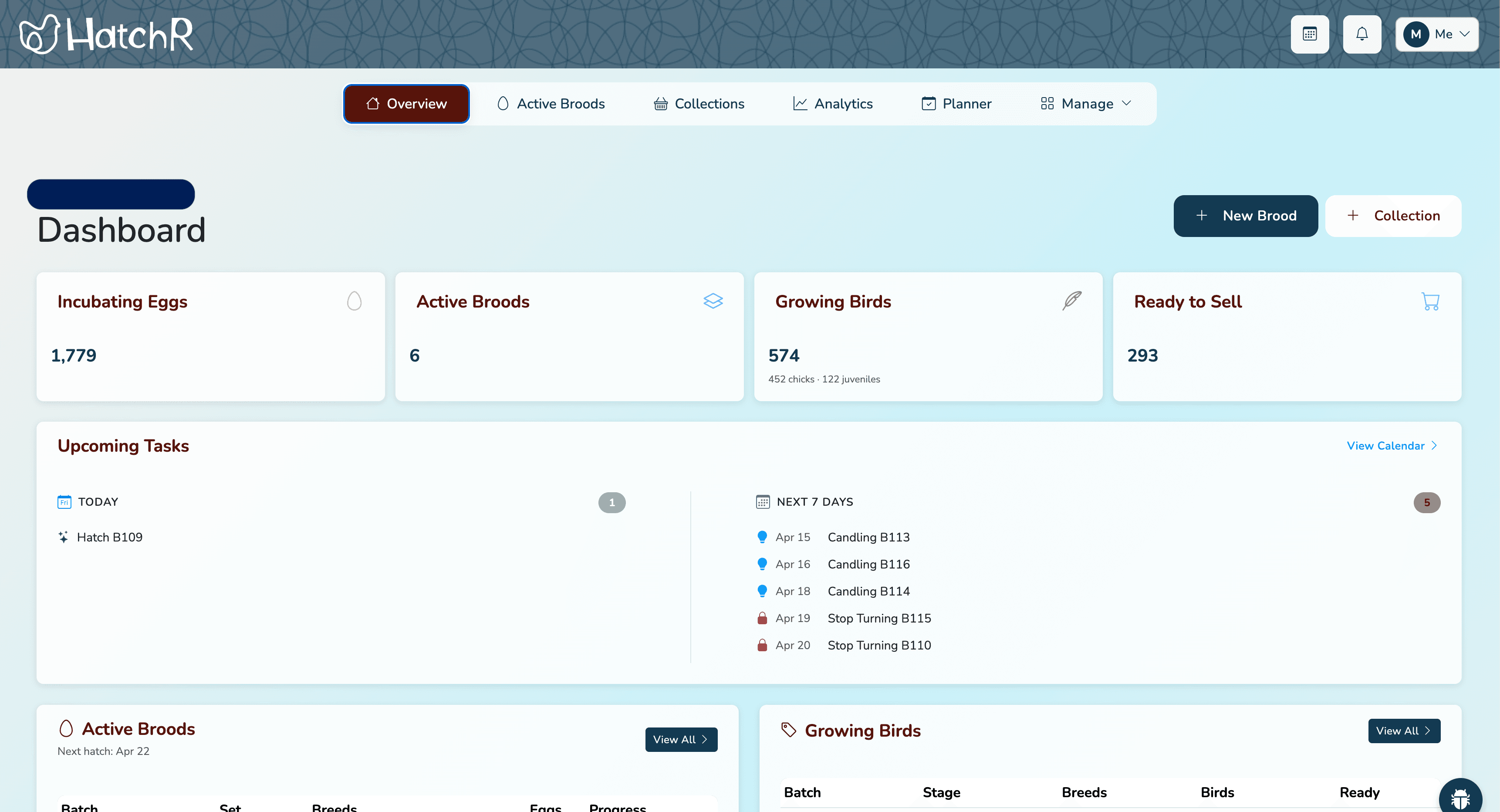 HatchR dashboard showing active batches and upcoming set dates