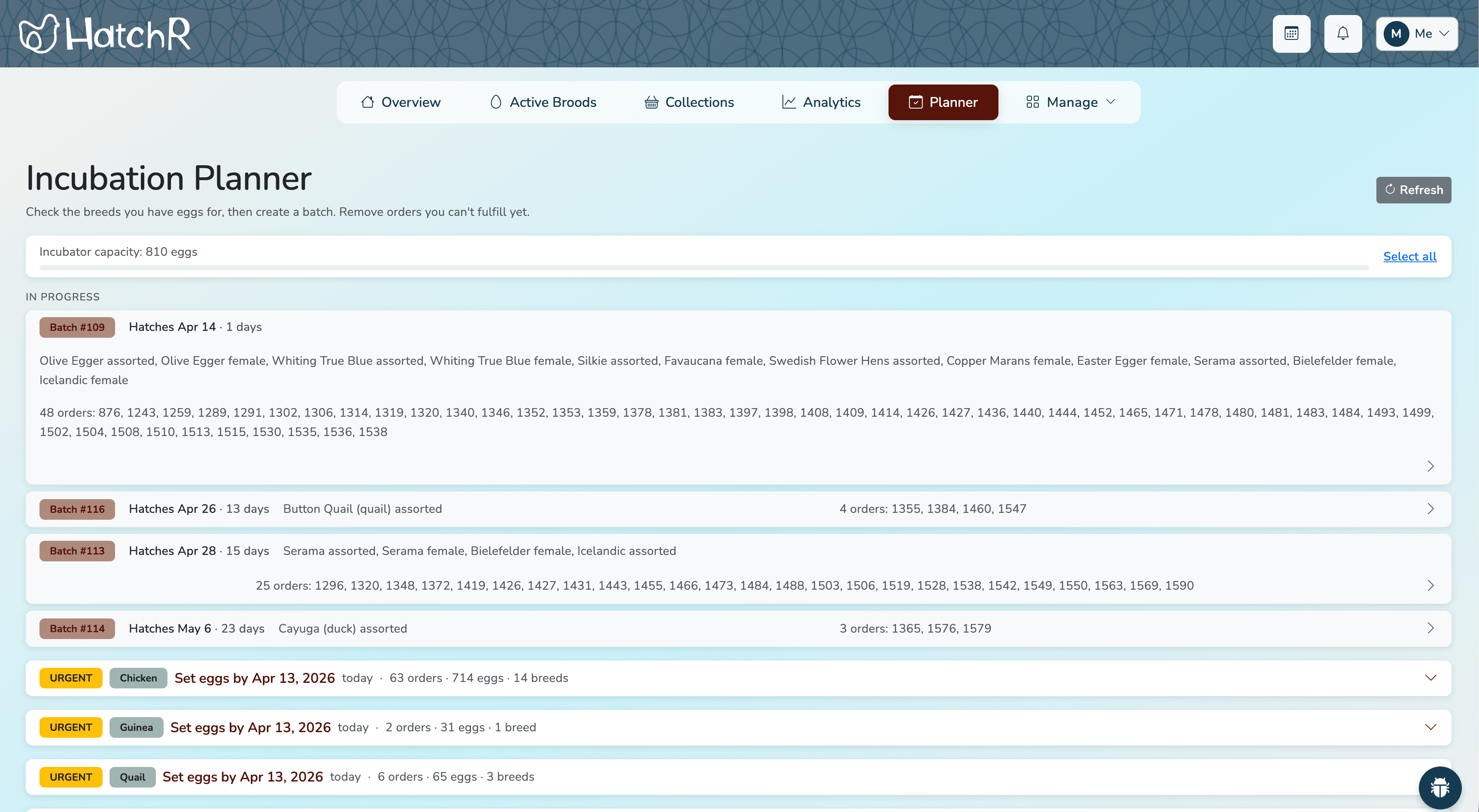 HatchR incubation planner showing breed suggestions with calculated set dates